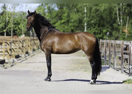 KWPN, Klacz, 11 lat, 169 cm, Gniada