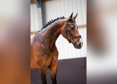 KWPN, Klacz, 12 lat, 164 cm, Ciemnogniada