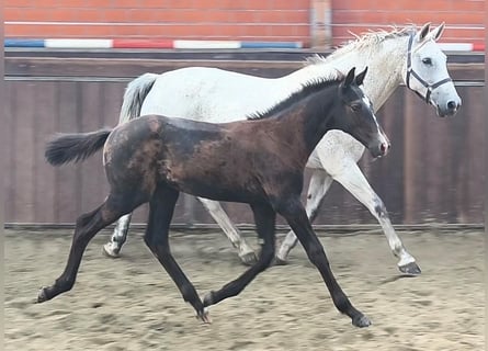 KWPN, Klacz, 12 lat, 171 cm, Siwa