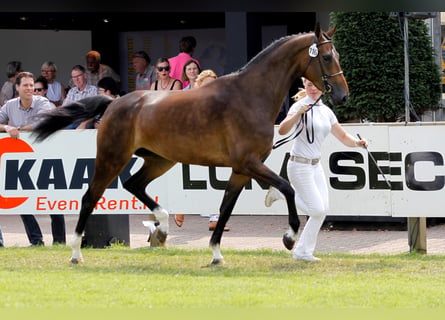 KWPN, Klacz, 12 lat, 173 cm, Ciemnogniada
