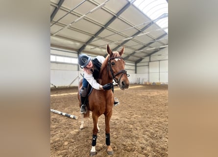 KWPN, Klacz, 13 lat, 160 cm, Kasztanowata