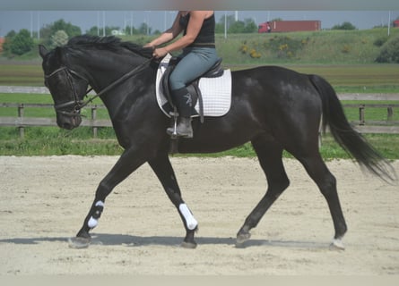 KWPN, Klacz, 13 lat, 167 cm, Skarogniada