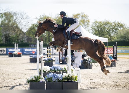 KWPN, Klacz, 14 lat, 165 cm, Ciemnokasztanowata