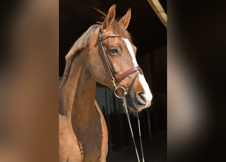 KWPN, Klacz, 14 lat, 165 cm, Ciemnokasztanowata