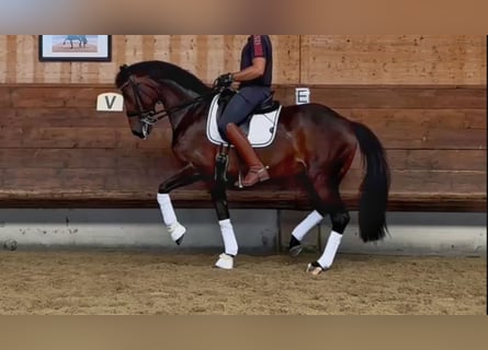 KWPN, Klacz, 14 lat, 170 cm, Ciemnogniada