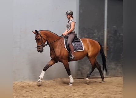 KWPN, Klacz, 14 lat, 173 cm, Gniada