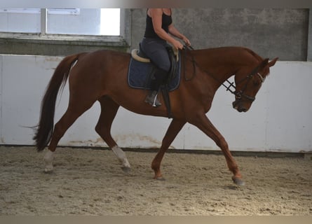KWPN, Klacz, 14 lat, 174 cm, Kasztanowata
