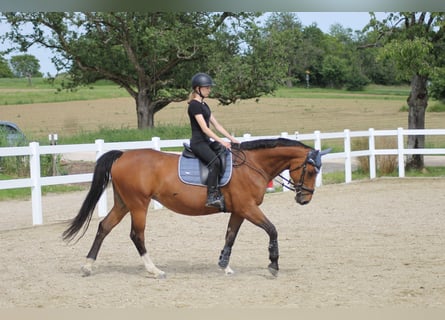 KWPN, Klacz, 15 lat, 160 cm, Gniada