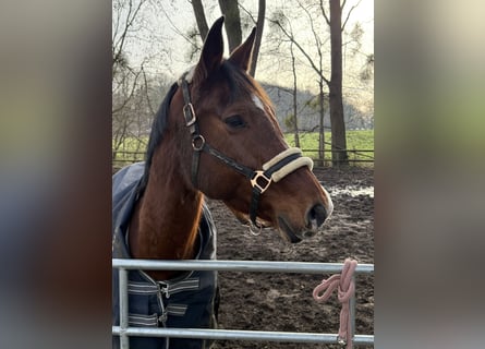 KWPN, Klacz, 15 lat, 163 cm, Ciemnogniada