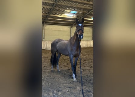 KWPN, Klacz, 15 lat, 163 cm, Gniada