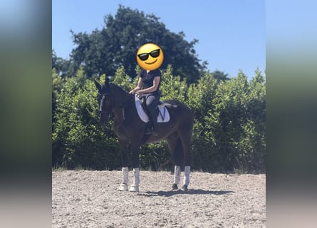 KWPN, Klacz, 15 lat, 167 cm, Ciemnogniada