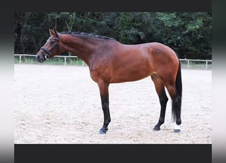 KWPN, Klacz, 15 lat, 170 cm, Gniada