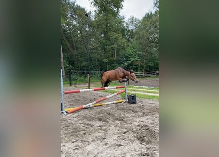 KWPN, Klacz, 16 lat, 127 cm, Gniada