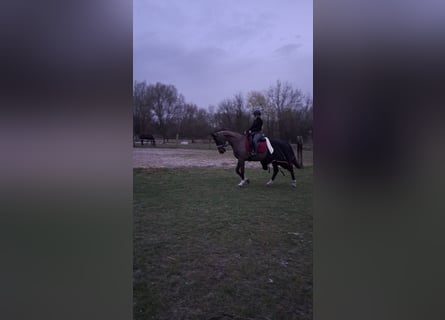 KWPN, Klacz, 16 lat, 166 cm, Ciemnogniada