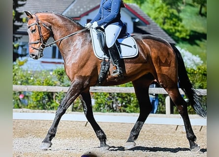 KWPN, Klacz, 18 lat, 168 cm, Gniada