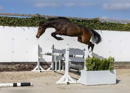 KWPN, Klacz, 2 lat, 155 cm, Gniada