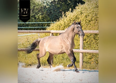 KWPN, Klacz, 2 lat, 160 cm, Grullo