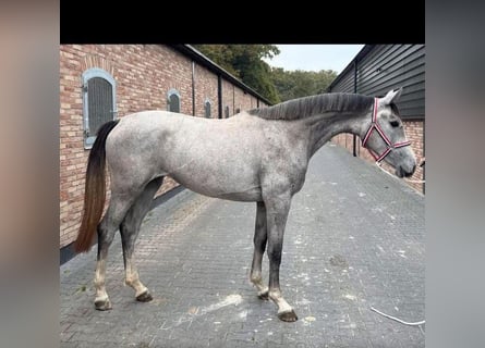 KWPN, Klacz, 2 lat, 168 cm