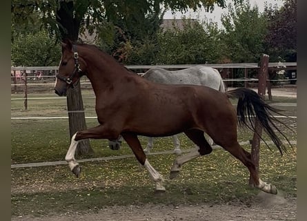 KWPN, Klacz, 3 lat, 158 cm, Ciemnokasztanowata