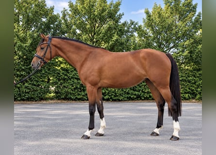 KWPN, Klacz, 3 lat, 160 cm, Gniada
