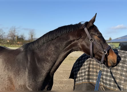 KWPN, Klacz, 3 lat, 162 cm