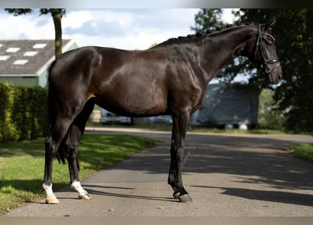 KWPN, Klacz, 3 lat, 164 cm, Ciemnogniada