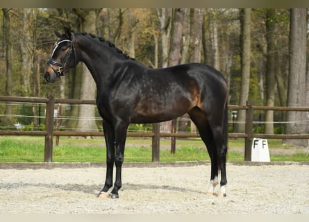 KWPN, Klacz, 3 lat, 165 cm, Ciemnogniada