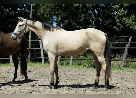 KWPN, Klacz, 3 lat, 165 cm, Jelenia