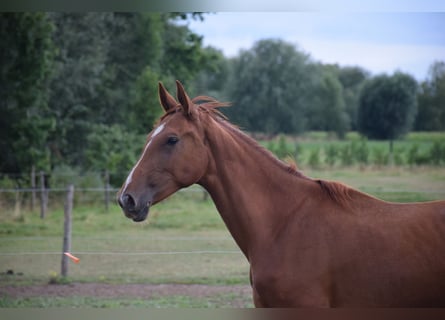 KWPN, Klacz, 3 lat, 166 cm, Kasztanowata