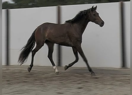 KWPN, Klacz, 3 lat, 167 cm, Gniada