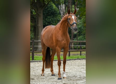 KWPN, Klacz, 3 lat, 167 cm, Kasztanowata