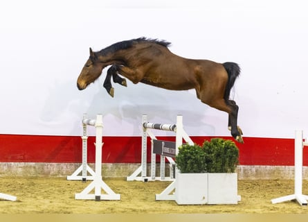 KWPN, Klacz, 3 lat, 167 cm