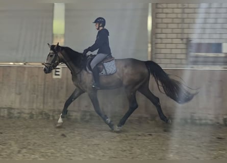 KWPN, Klacz, 3 lat, 168 cm, Kasztanowatodereszowata