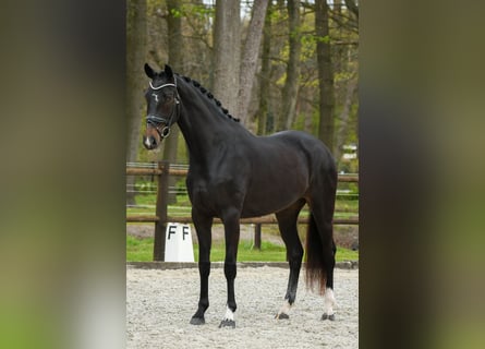 KWPN, Klacz, 3 lat, 169 cm, Ciemnogniada