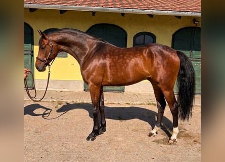 KWPN, Klacz, 3 lat, 170 cm, Gniada