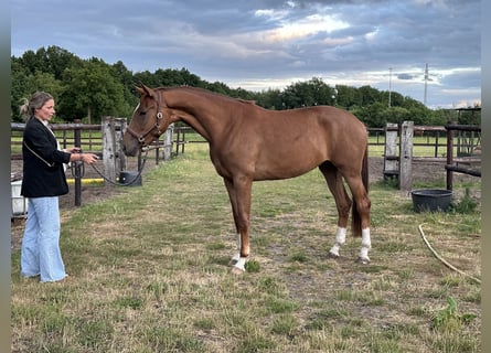 KWPN, Klacz, 3 lat, 170 cm, Kasztanowata