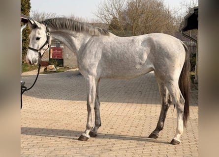 KWPN, Klacz, 3 lat, 170 cm, Siwa