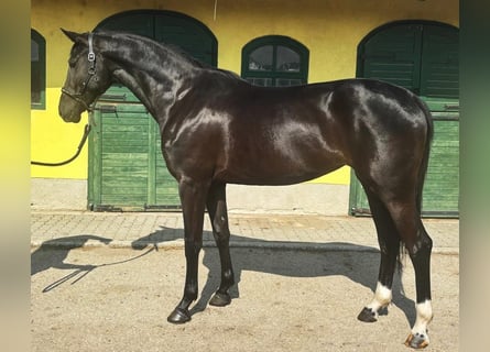 KWPN, Klacz, 3 lat, 171 cm, Kara