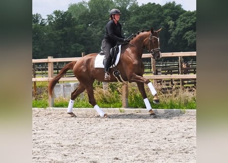 KWPN, Klacz, 3 lat, 177 cm, Ciemnokasztanowata