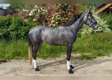 KWPN, Klacz, 4 lat, 160 cm, Siwa
