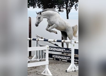 KWPN, Klacz, 4 lat, 162 cm, Siwa