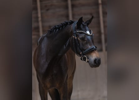 KWPN, Klacz, 4 lat, 162 cm, Skarogniada