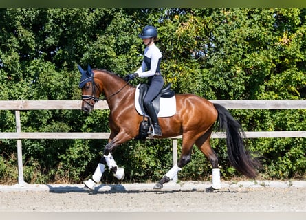 KWPN, Klacz, 4 lat, 163 cm, Gniada