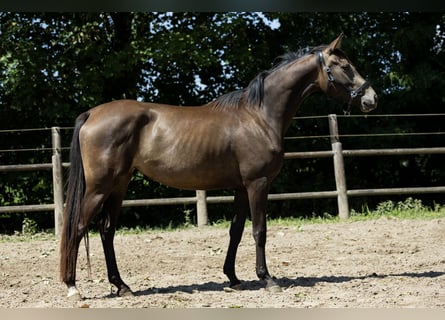 KWPN, Klacz, 4 lat, 163 cm, Jelenia