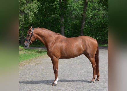 KWPN, Klacz, 4 lat, 164 cm, Ciemnokasztanowata