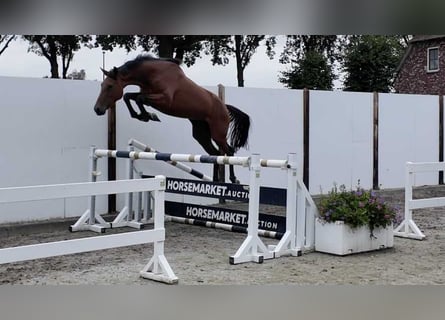 KWPN, Klacz, 4 lat, 164 cm, Gniada