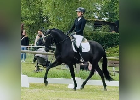 KWPN, Klacz, 4 lat, 165 cm, Kara