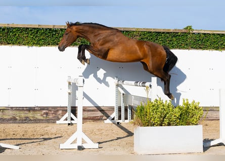 KWPN, Klacz, 4 lat, 166 cm, Gniada