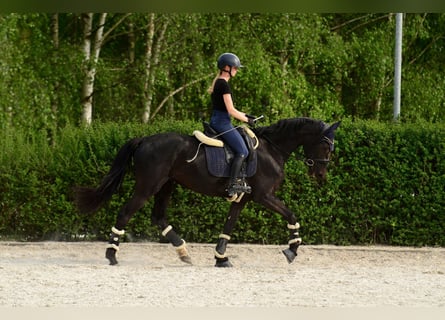 KWPN, Klacz, 4 lat, 166 cm, Kara
