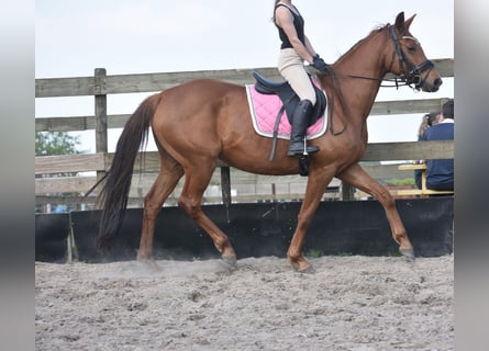 KWPN, Klacz, 4 lat, 166 cm, Kasztanowata
